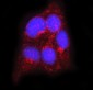 Anti-Flotillin 2 Antibody Picoband™ (monoclonal, 4D8A3)